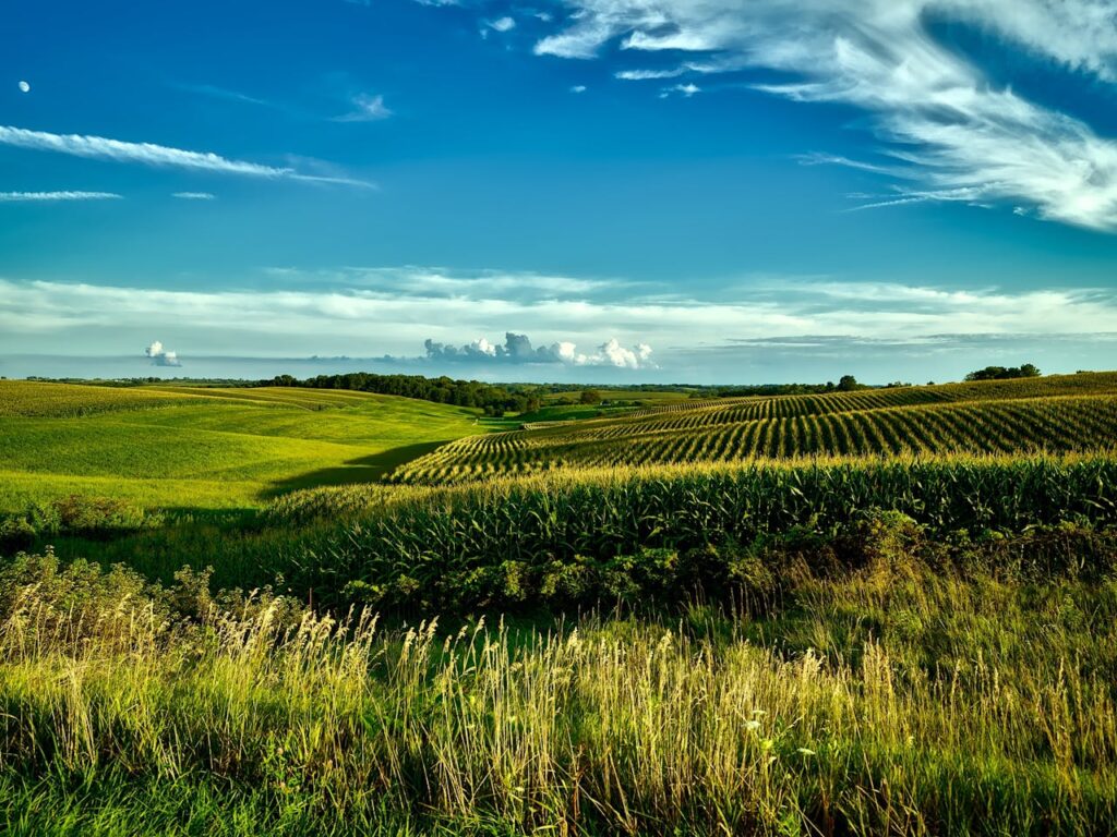 Green Grass Field during Day Time